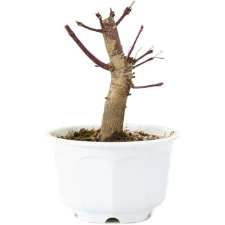 Acer palmatum Deshojo, 10 cm, ± 6 años