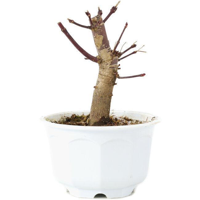 Acer palmatum Deshojo, 10 cm, ± 6 years old