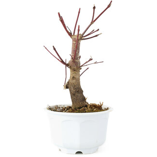 Acer palmatum Deshojo, 15 cm, ± 6 años