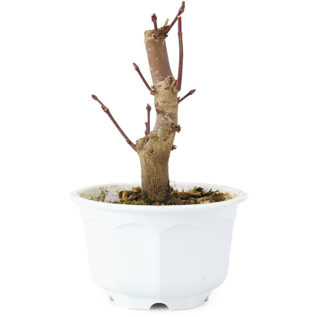 Acer palmatum Deshojo, 11 cm, ± 6 Jahre alt