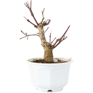 Acer palmatum Deshojo, 14 cm, ± 6 anni