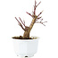 Acer palmatum Deshojo, 14 cm, ± 6 años