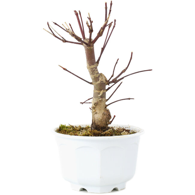 Acer palmatum Deshojo, 14 cm, ± 6 Jahre alt