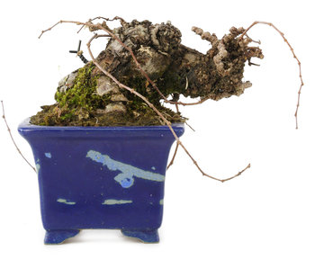 Parthenocissus tricuspidata, 7 cm, ± 20 Jahre alt