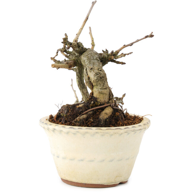 Pourthiaea villosa, 12 cm, ± 15 años