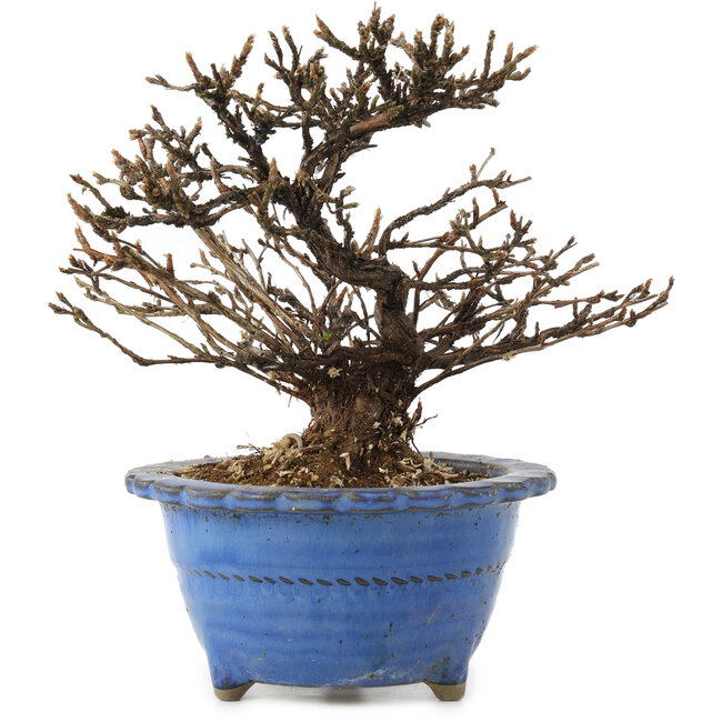 Potentilla fruticosa, 14 cm, ± 8 Jahre alt