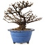 Potentilla fruticosa, 14 cm, ± 8 años
