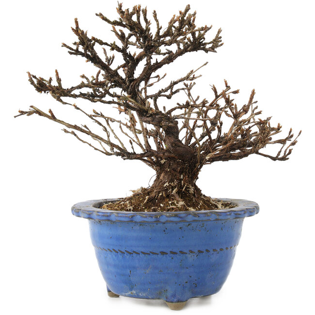 Potentilla fruticosa, 14 cm, ± 8 anni