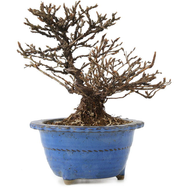 Potentilla fruticosa, 14 cm, ± 8 anni