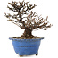 Potentilla fruticosa, 14 cm, ± 8 years old