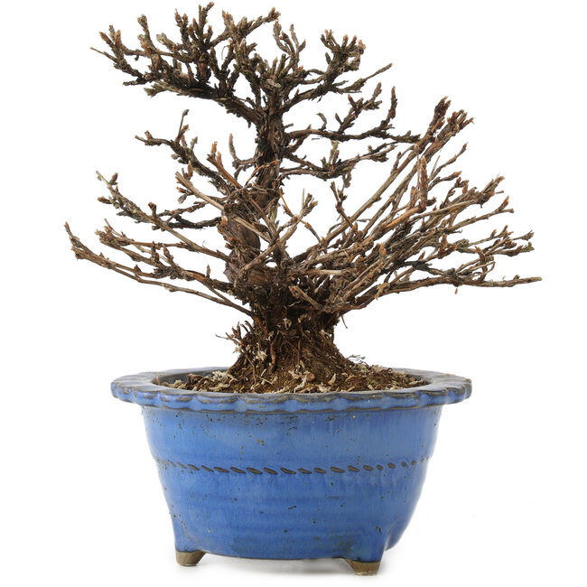 Potentilla fruticosa, 14 cm, ± 8 anni