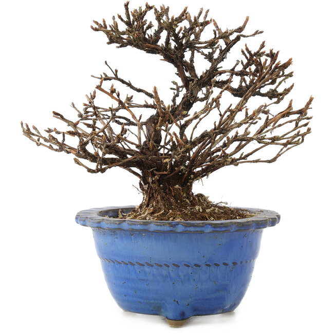 Potentilla fruticosa, 14 cm, ± 8 ans