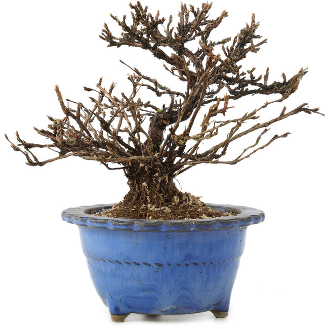 Potentilla fruticosa, 14 cm, ± 8 anni