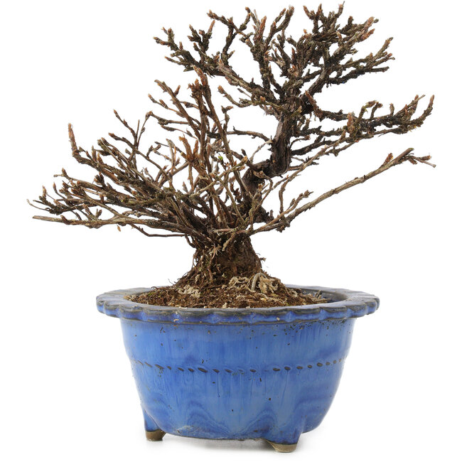 Potentilla fruticosa, 14 cm, ± 8 anni