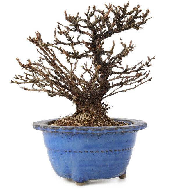 Potentilla fruticosa, 14 cm, ± 8 years old