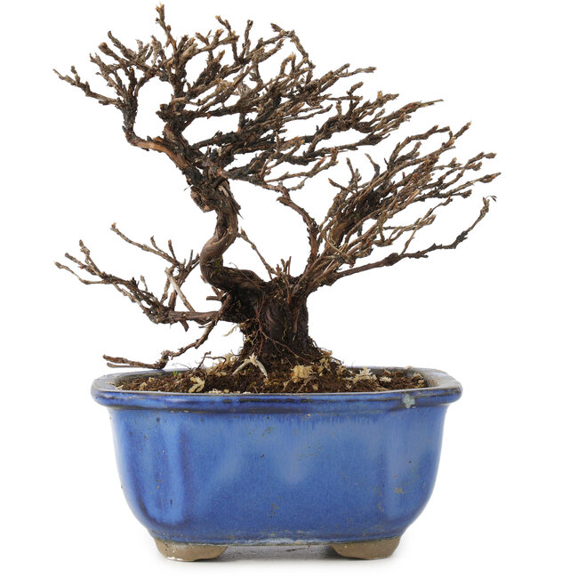 Potentilla fruticosa, 14 cm, ± 8 ans