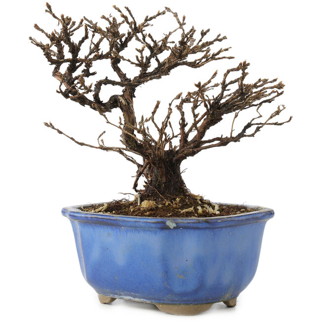 Potentilla fruticosa, 14 cm, ± 8 Jahre alt