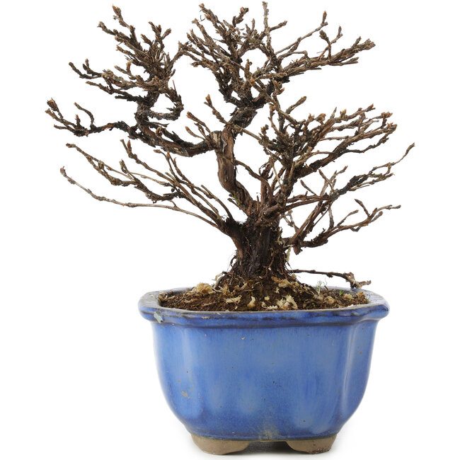 Potentilla fruticosa, 14 cm, ± 8 years old