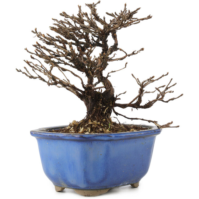 Potentilla fruticosa, 14 cm, ± 8 Jahre alt