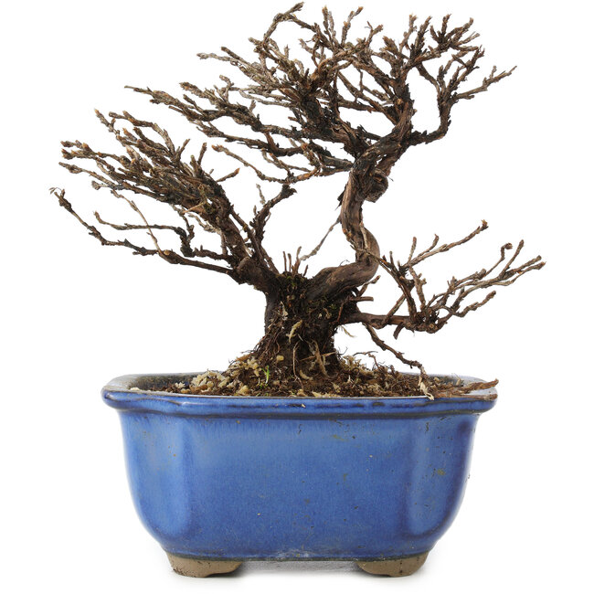 Potentilla fruticosa, 14 cm, ± 8 years old