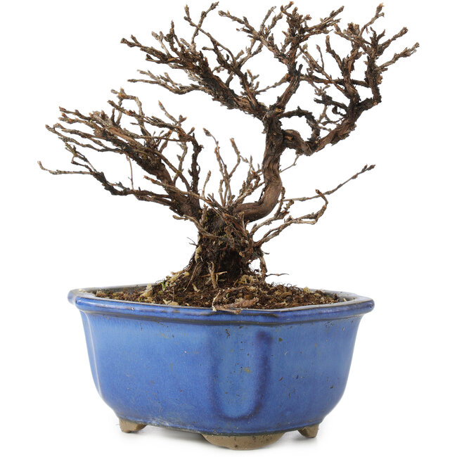 Potentilla fruticosa, 14 cm, ± 8 anni