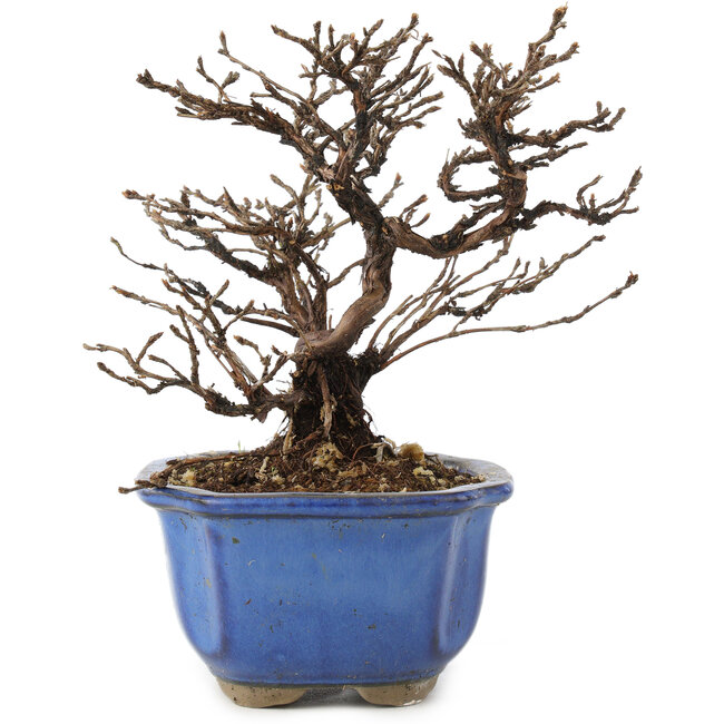 Potentilla fruticosa, 14 cm, ± 8 jaar oud