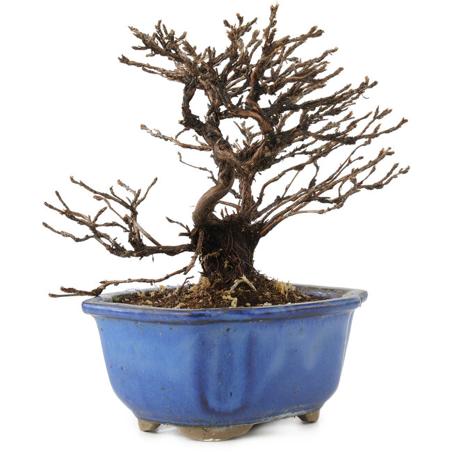 Potentilla fruticosa, 14 cm, ± 8 anni