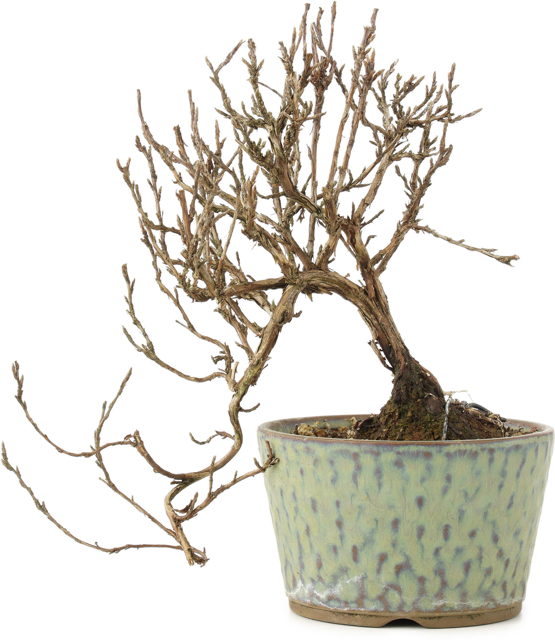 Potentilla fruticosa, 16 cm,  8 years old - Bonsai Plaza