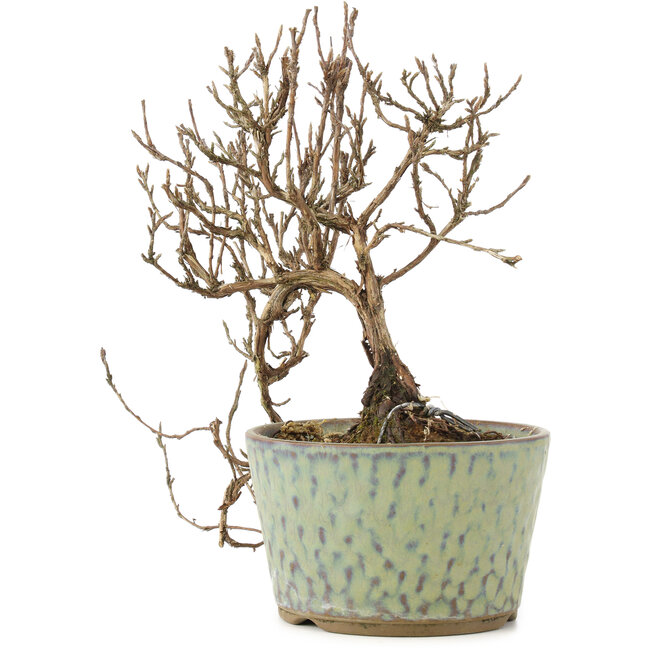 Potentilla fruticosa, 16 cm, ± 8 jaar oud