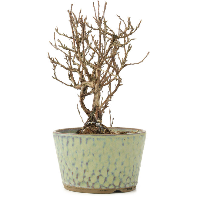 Potentilla fruticosa, 16 cm, ± 8 anni