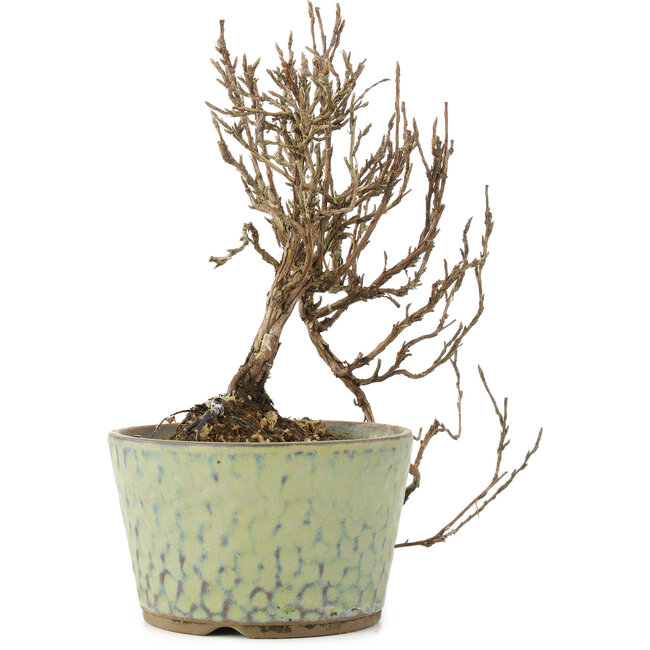 Potentilla fruticosa, 16 cm, ± 8 years old