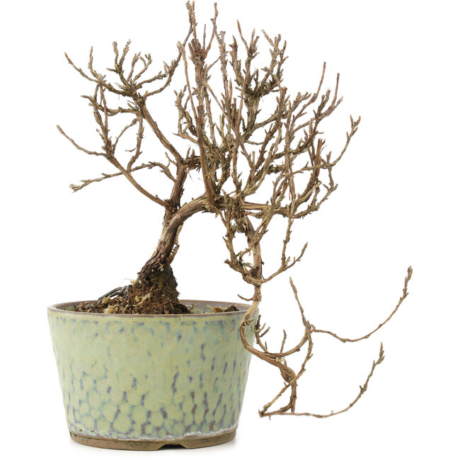 Potentilla fruticosa, 16 cm, ± 8 ans