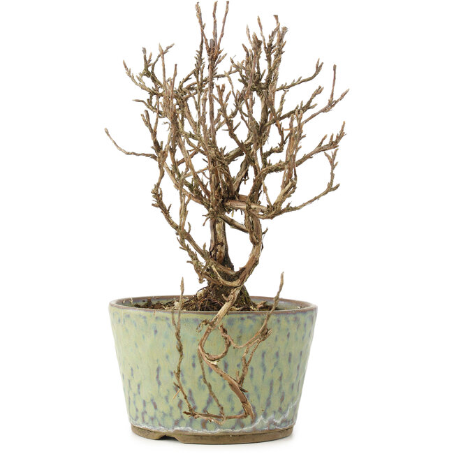 Potentilla fruticosa, 16 cm, ± 8 jaar oud