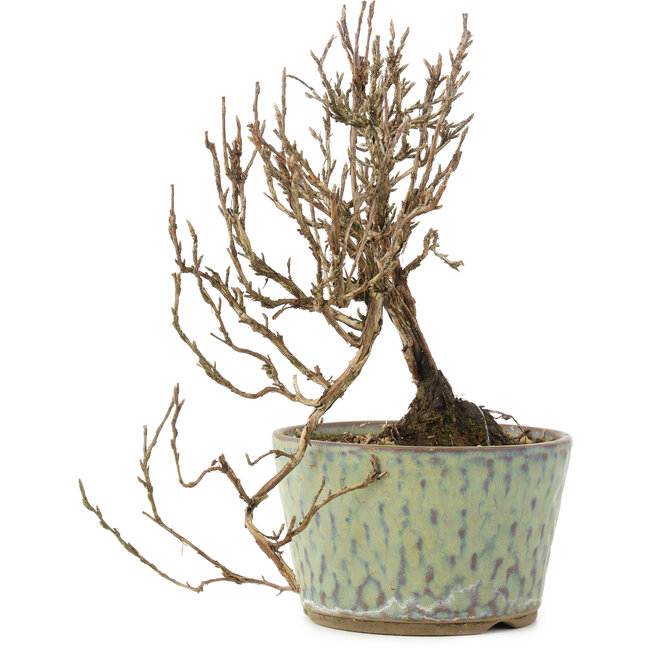 Potentilla fruticosa, 16 cm, ± 8 anni