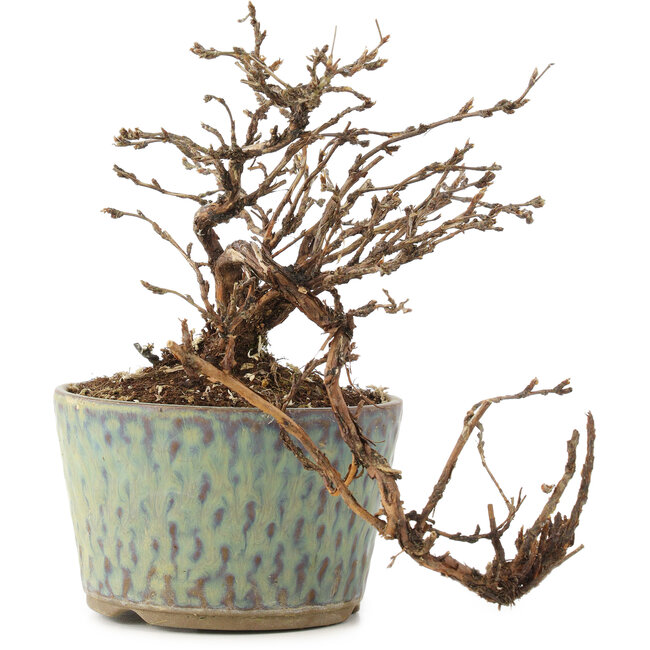 Potentilla fruticosa, 13 cm, ± 8 años