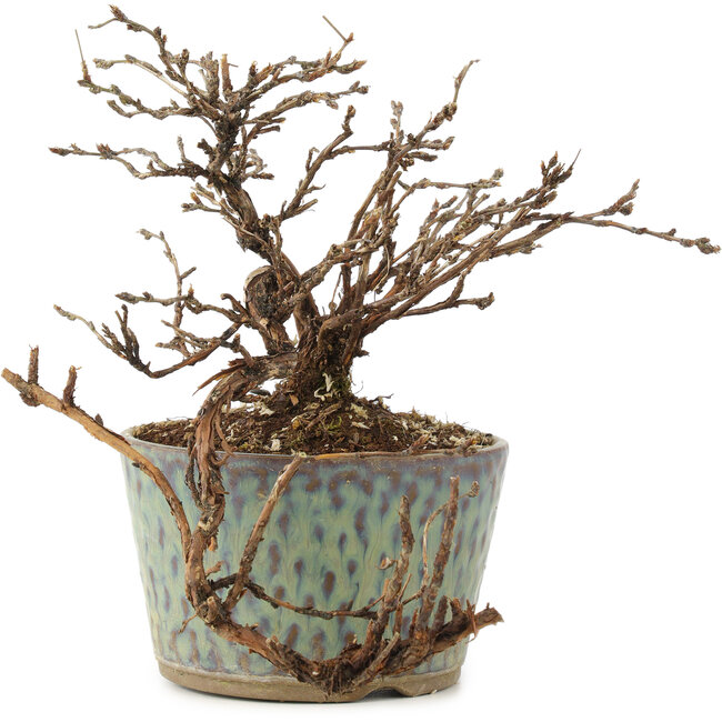 Potentilla fruticosa, 13 cm, ± 8 years old