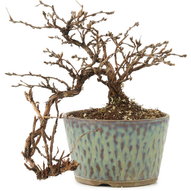 Potentilla fruticosa, 13 cm, ± 8 years old