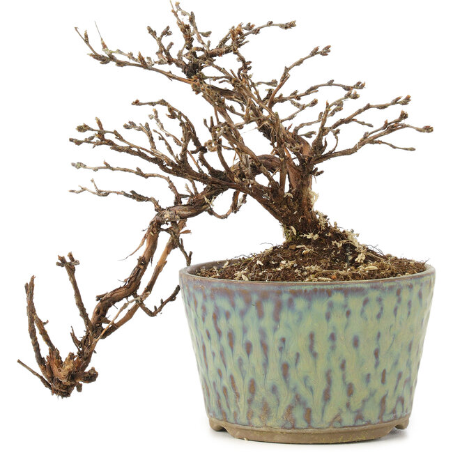 Potentilla fruticosa, 13 cm, ± 8 years old