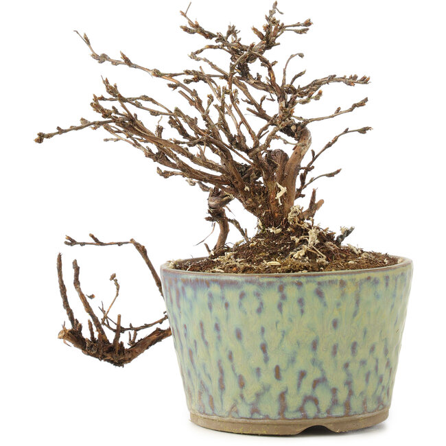 Potentilla fruticosa, 13 cm, ± 8 años