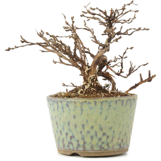 Potentilla fruticosa, 13 cm, ± 8 anni