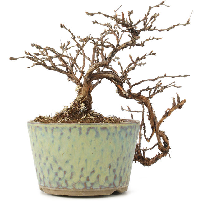 Potentilla fruticosa, 13 cm, ± 8 ans