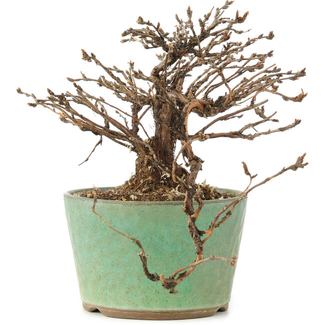 Potentilla fruticosa, 12 cm, ± 8 anni