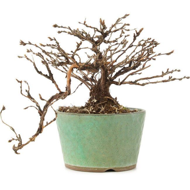 Potentilla fruticosa, 12 cm, ± 8 jaar oud