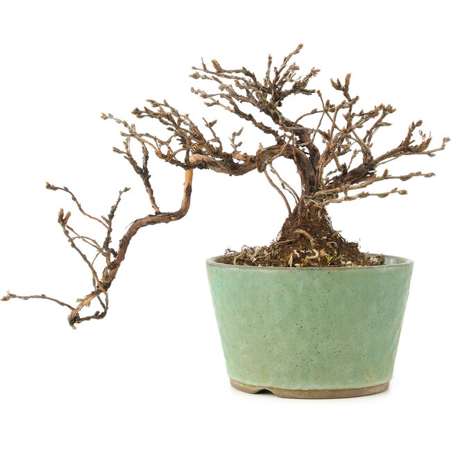 Potentilla fruticosa, 12 cm, ± 8 Jahre alt