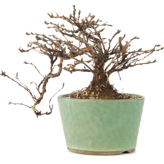 Potentilla fruticosa, 12 cm, ± 8 anni