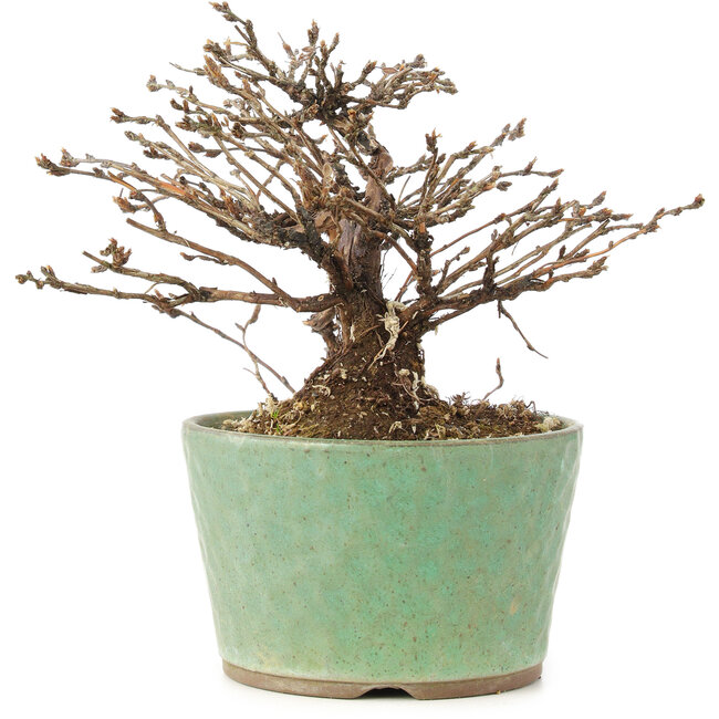 Potentilla fruticosa, 12 cm, ± 8 jaar oud