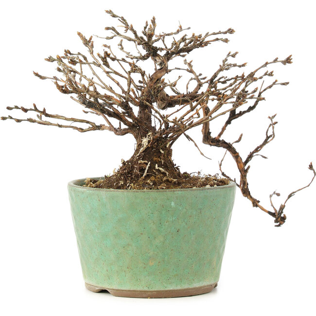 Potentilla fruticosa, 12 cm, ± 8 jaar oud