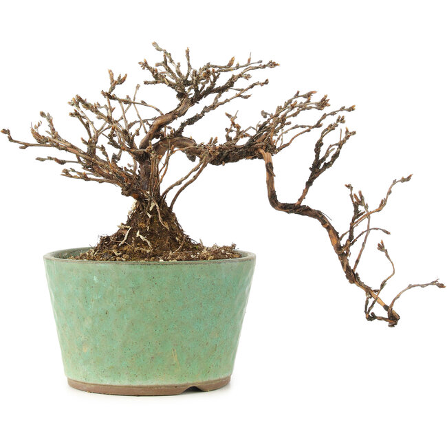 Potentilla fruticosa, 12 cm, ± 8 years old