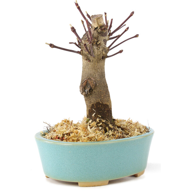 Acer palmatum Deshojo, 14 cm, ± 8 ans
