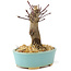 Acer palmatum Deshojo, 14 cm, ± 8 ans